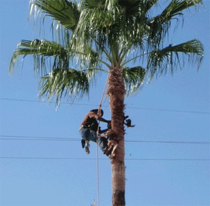 Sebastian Palm Tree Trimming